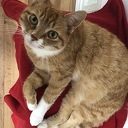 Poes vermist Poes vermist