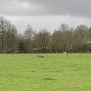  Wolf gezien in Dalfsen (1 en 2)
