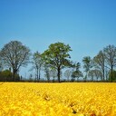 het koppen van tulpen