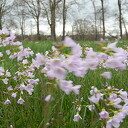 Pinksterbloemen en wat meer natuurfoto’s rond Dalfsen