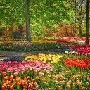 Er bestaat zelfs een tulpenpark