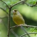 Wederom veel vogels Wederom veel vogels