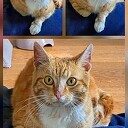 Rode kater gevonden