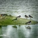 Veel vogels gezien