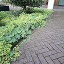 Stenen wippen