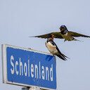 Metselaar Metselaar