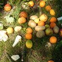 Achtergelaten of gedumpt groente- en fruit Achtergelaten of gedumpt groente- en fruit
