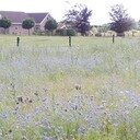 Veldbloemen kleuren mooi in Hoonhorst