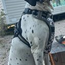 Hond vermist