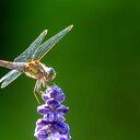 Libelle in de tuin aan de Poppenallee