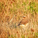 Natuurfotograaf bijt zich vast in de omgeving