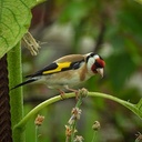 De distelvink met die mooie strepen De distelvink met die mooie strepen