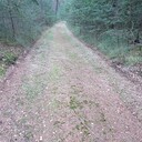 Vanaf Hoonhorst struinen door de bossen Vanaf Hoonhorst struinen door de bossen