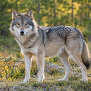 Wolf is bezig in de nabijheid van Dalfsen (update) Wolf is bezig in de nabijheid van Dalfsen (update)