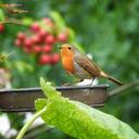 Robin zit weer in de tuin: hier een klein verhaaltje van Femmie