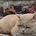 Kattensnoepwinkel in de Trefkoele+ Kattensnoepwinkel in de Trefkoele+